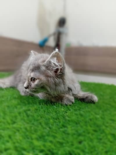 Persian kitten for sale healthy and active
