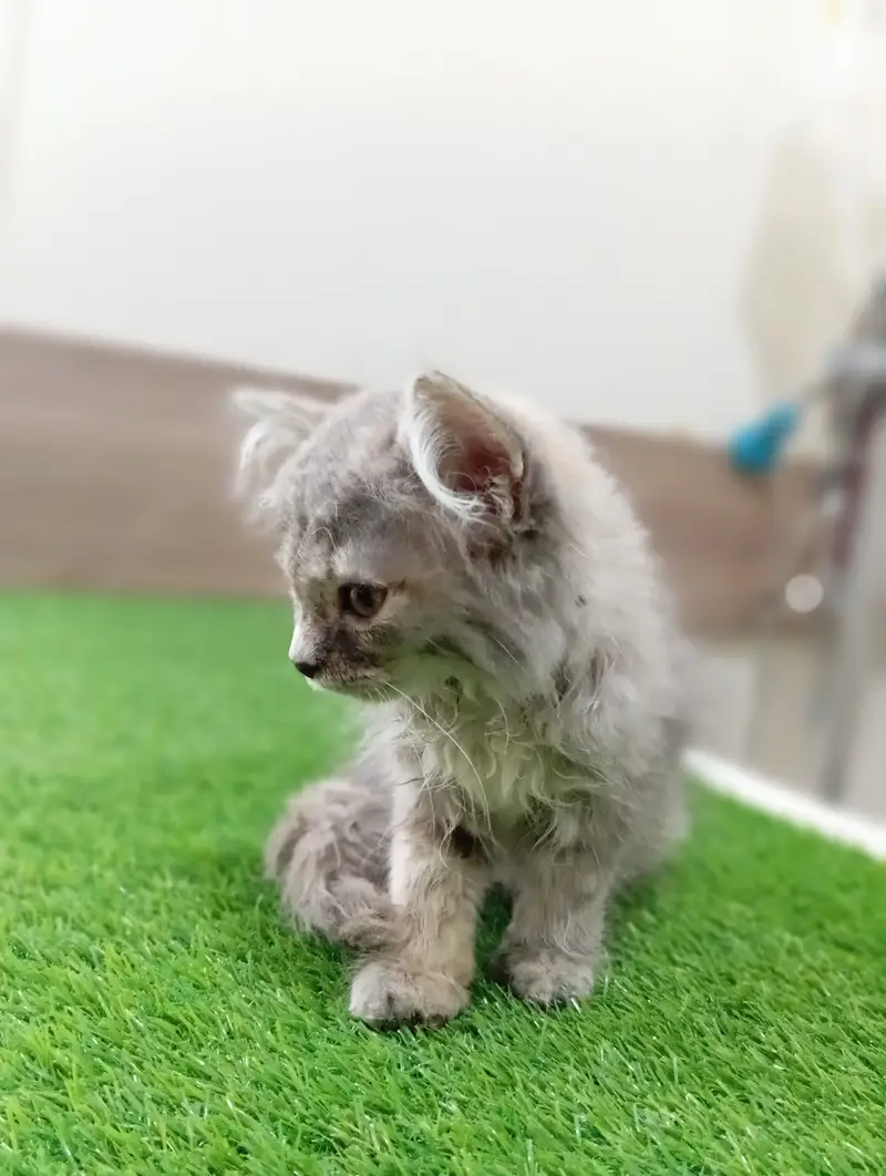 Persian kitten for sale healthy and active — photo 2