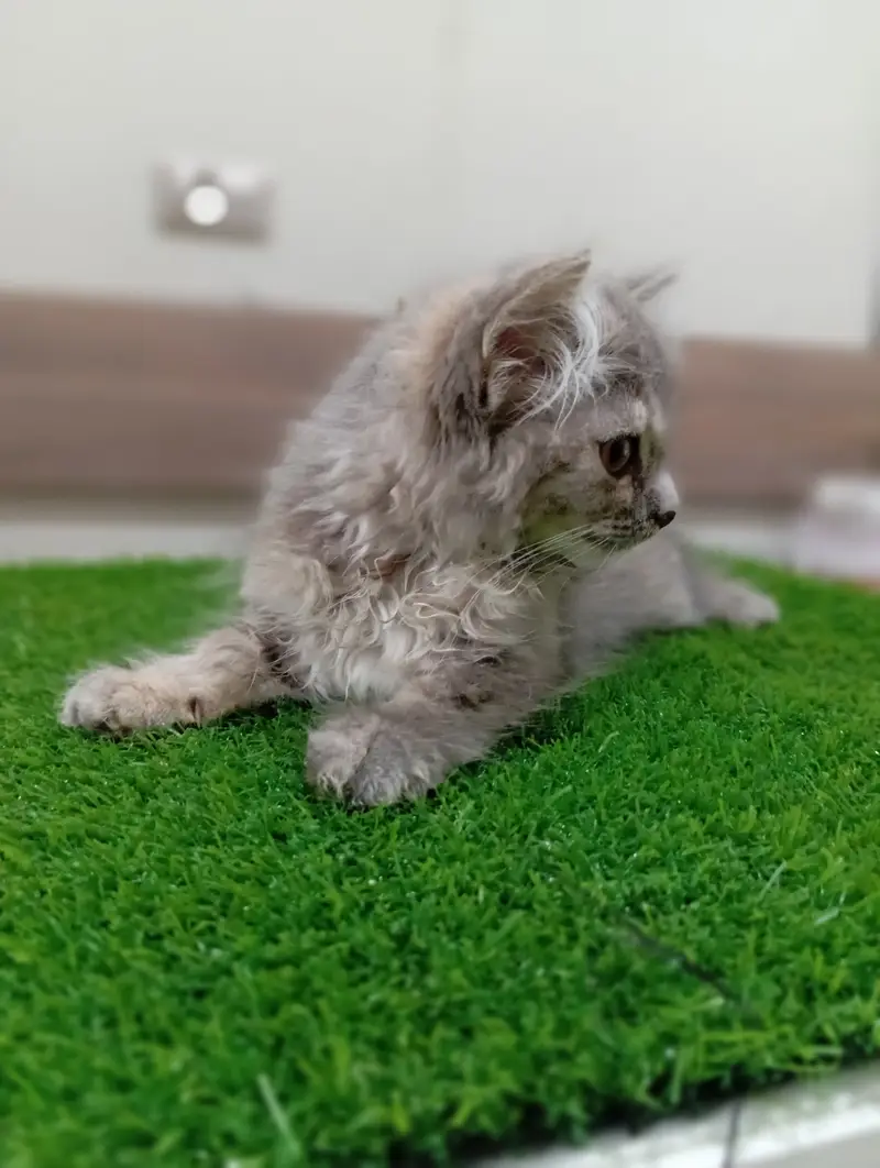Persian kitten for sale healthy and active — photo 3