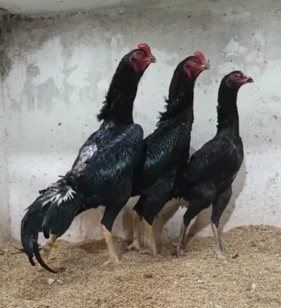 Pure White German Shamo | Shamo Murgha | Shamo Chick |Asil Shamo| مرغا