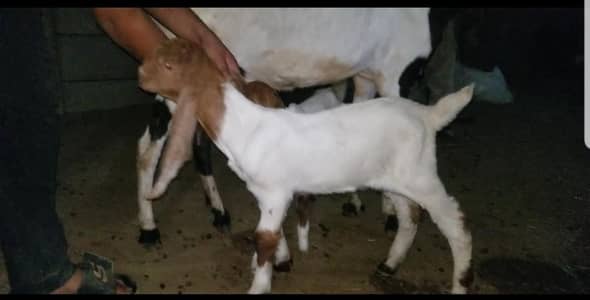 goats with kids / bakri  bacchon k sth