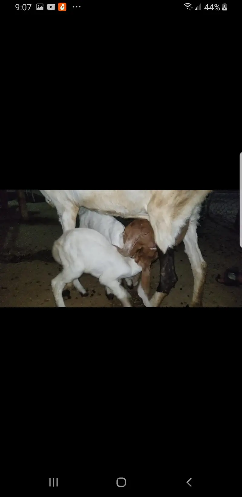 goats with kids / bakri  bacchon k sth — photo 2