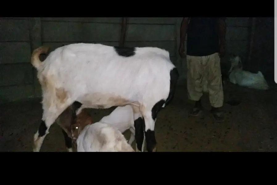 goats with kids / bakri  bacchon k sth — photo 3