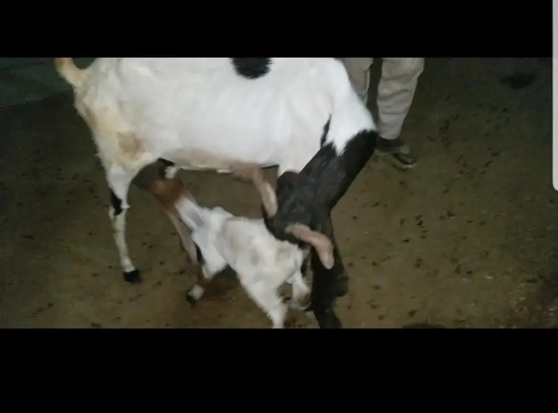 goats with kids / bakri  bacchon k sth — photo 4