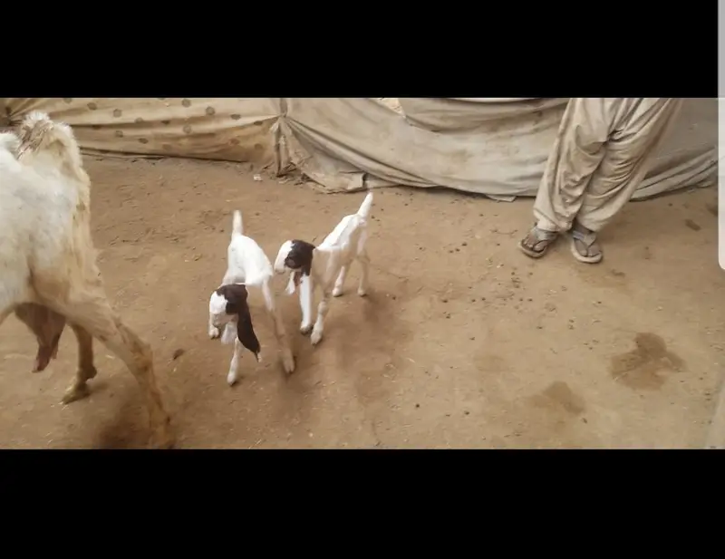 goats with kids / bakri  bacchon k sth — photo 5