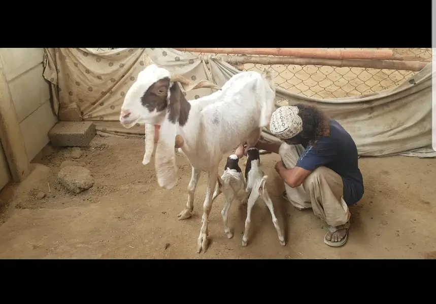 goats with kids / bakri  bacchon k sth — photo 6