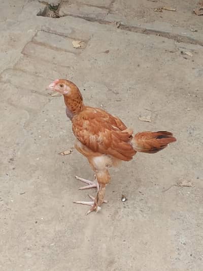 *Golden chicks| golden buff   / Golden male*