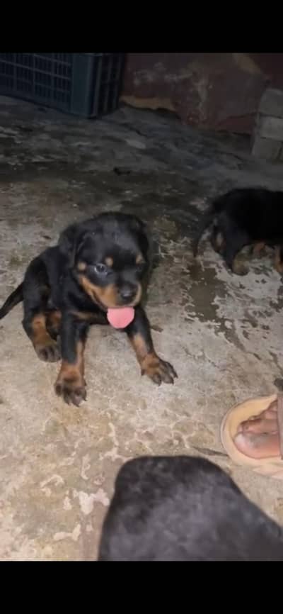 Rottweiler top quality puppy available