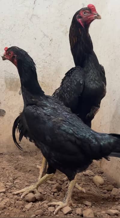 Pure White German Shamo | Shamo Murgha | Shamo Chick |Asil Shamo| مرغا
