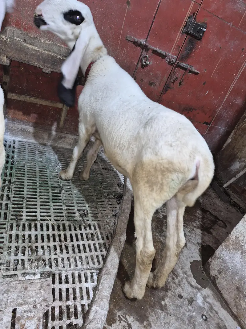 Khajli Female — photo 2