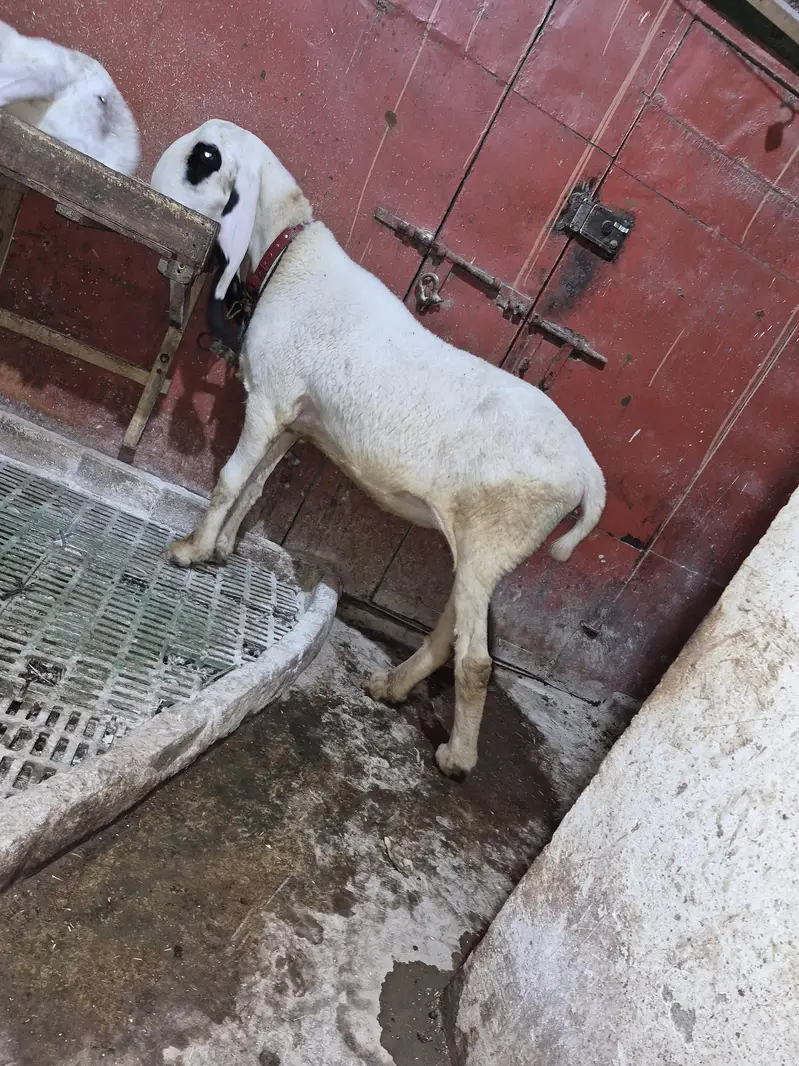 Khajli Female — photo 3