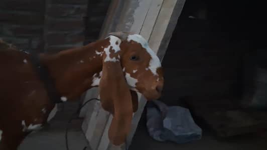 bakri for sale
