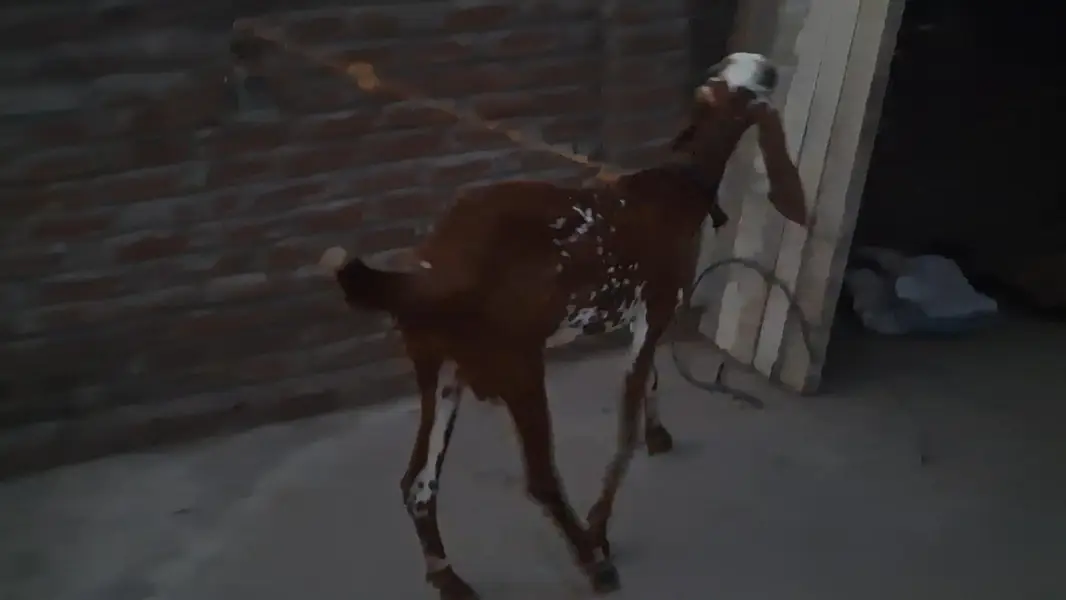 bakri for sale — photo 2