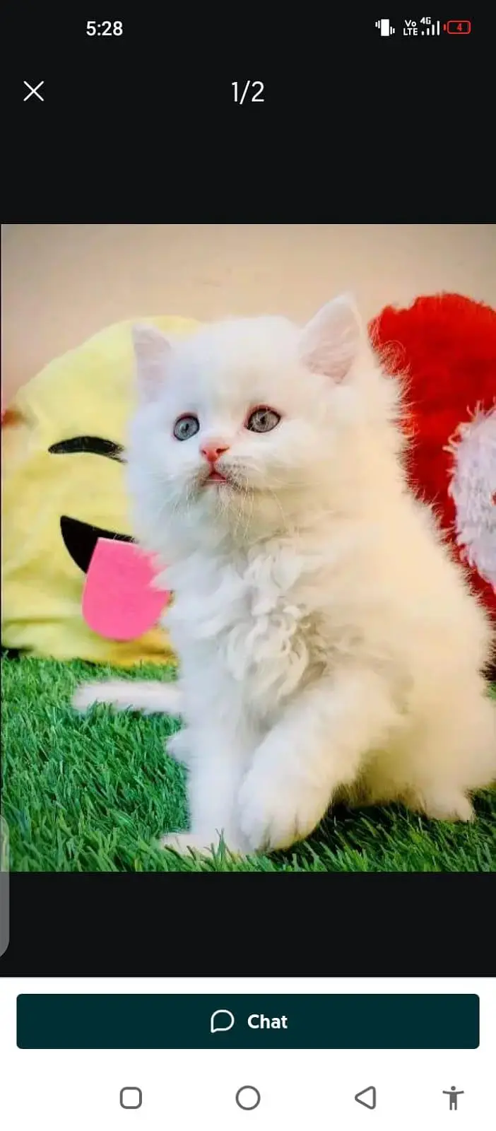 Persian cat for sale male or female my WhatsApp309=52. =38. =470 — photo 3