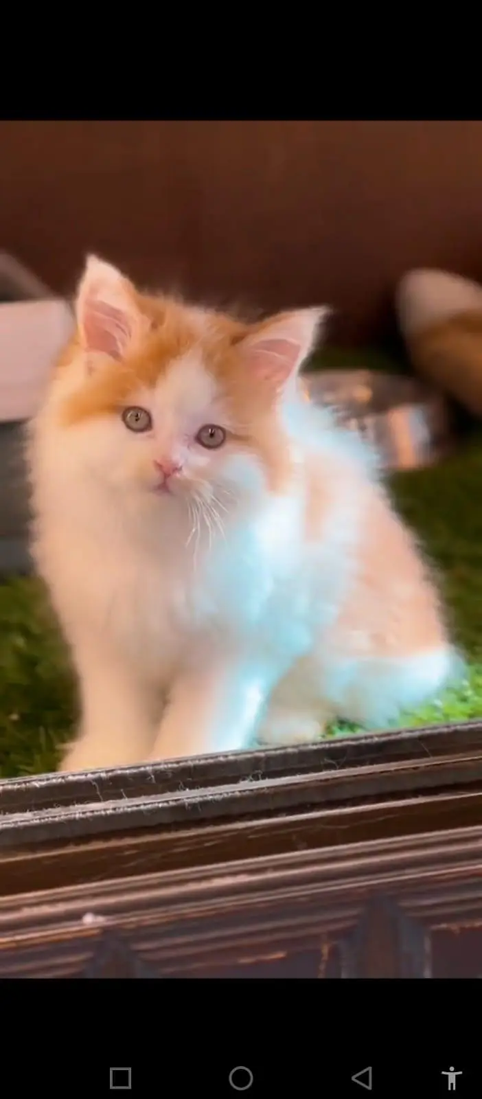 Persian cat for sale male or female my WhatsApp309=52. =38. =470 — photo 4