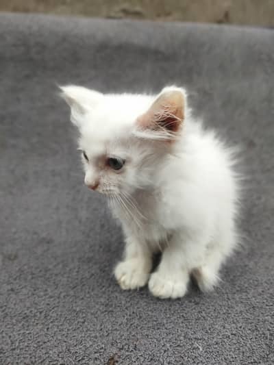 cat bahut acchi