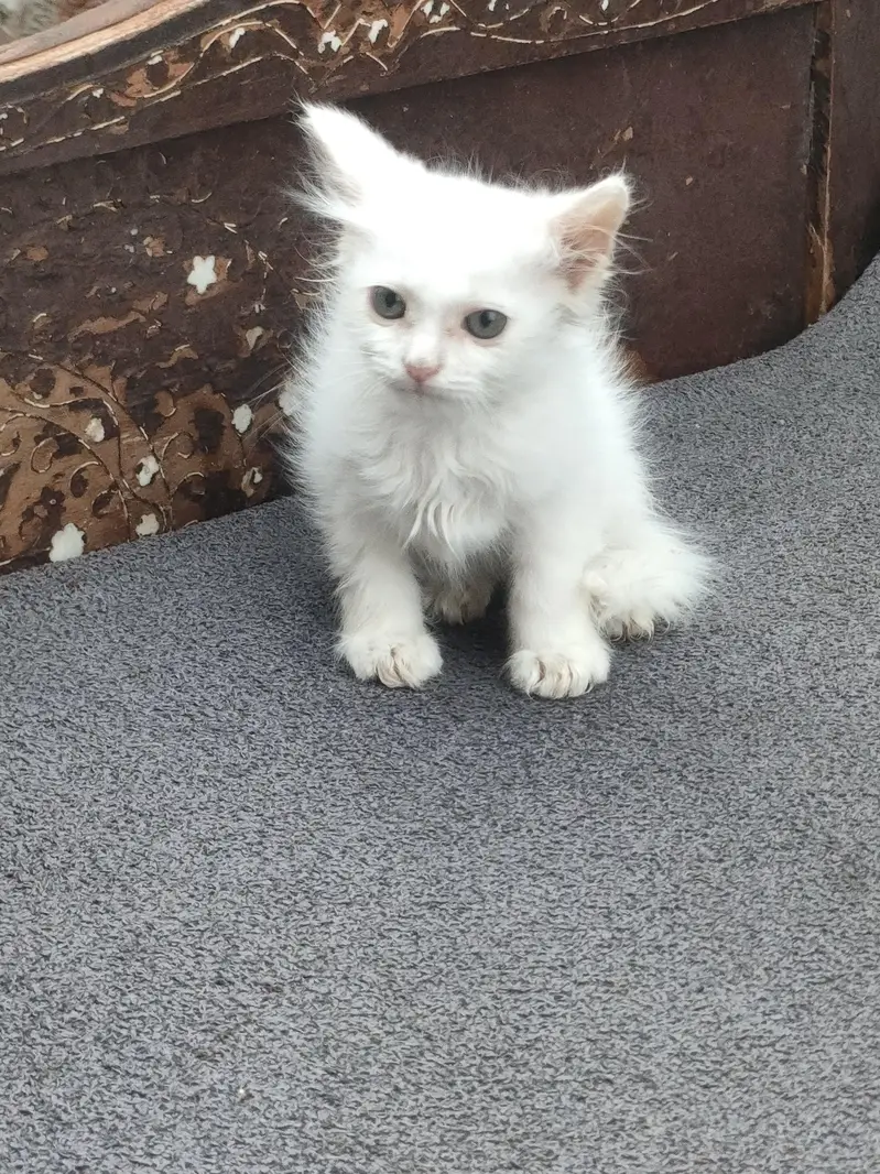 cat bahut acchi — photo 2
