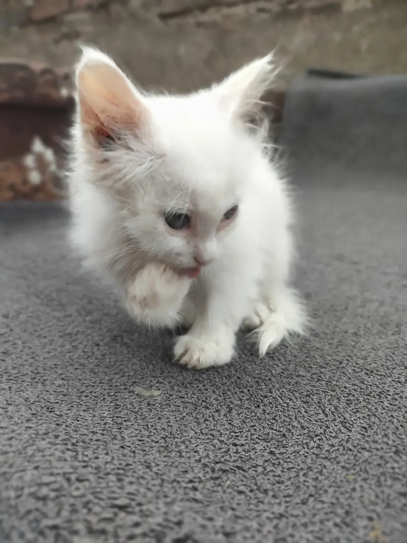 cat bahut acchi — photo 3