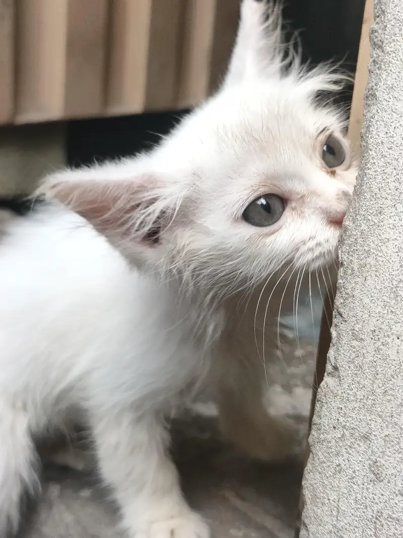 cat bahut acchi — photo 4