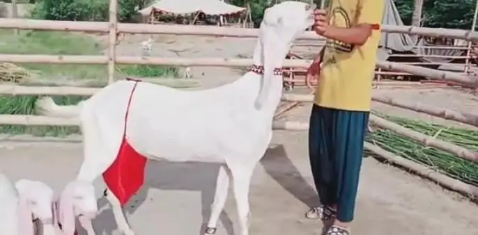 Desi Bakri 2 bachoon ke Sath for sale WhatsApp 0324,2203691 — photo 2
