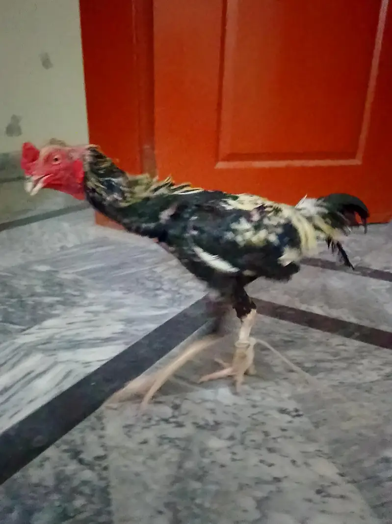aseel murgha — photo 3