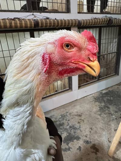 Pure White German Shamo | Shamo Murgha | Shamo Chick |Asil Shamo| مرغ