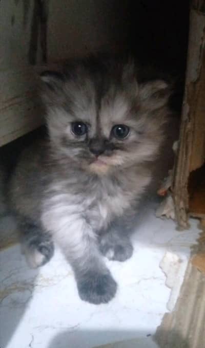 Cute Kittens for Sale