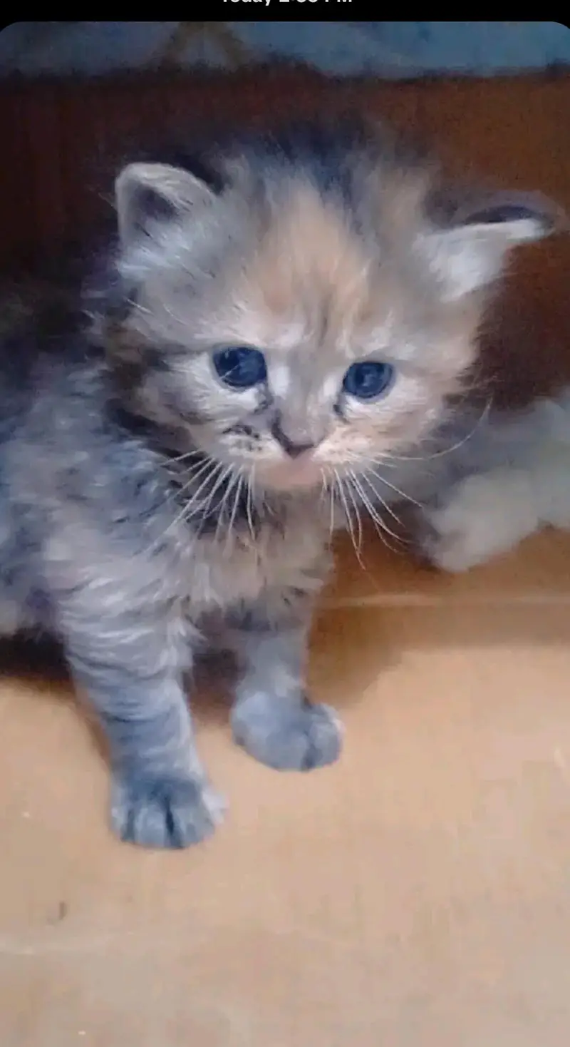 Cute Kittens for Sale — photo 2