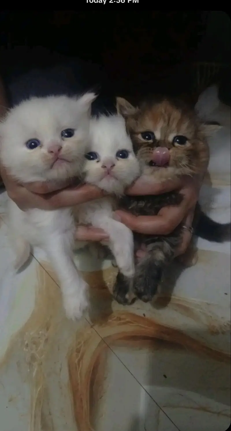 Cute Kittens for Sale — photo 3