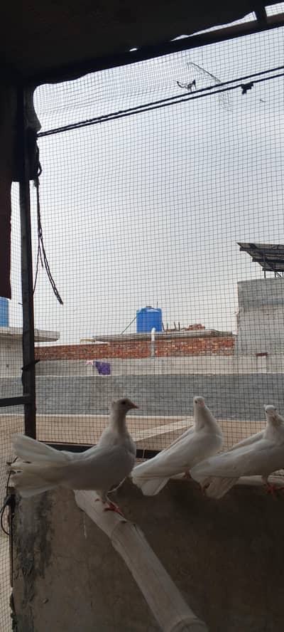 lakyai pigeons