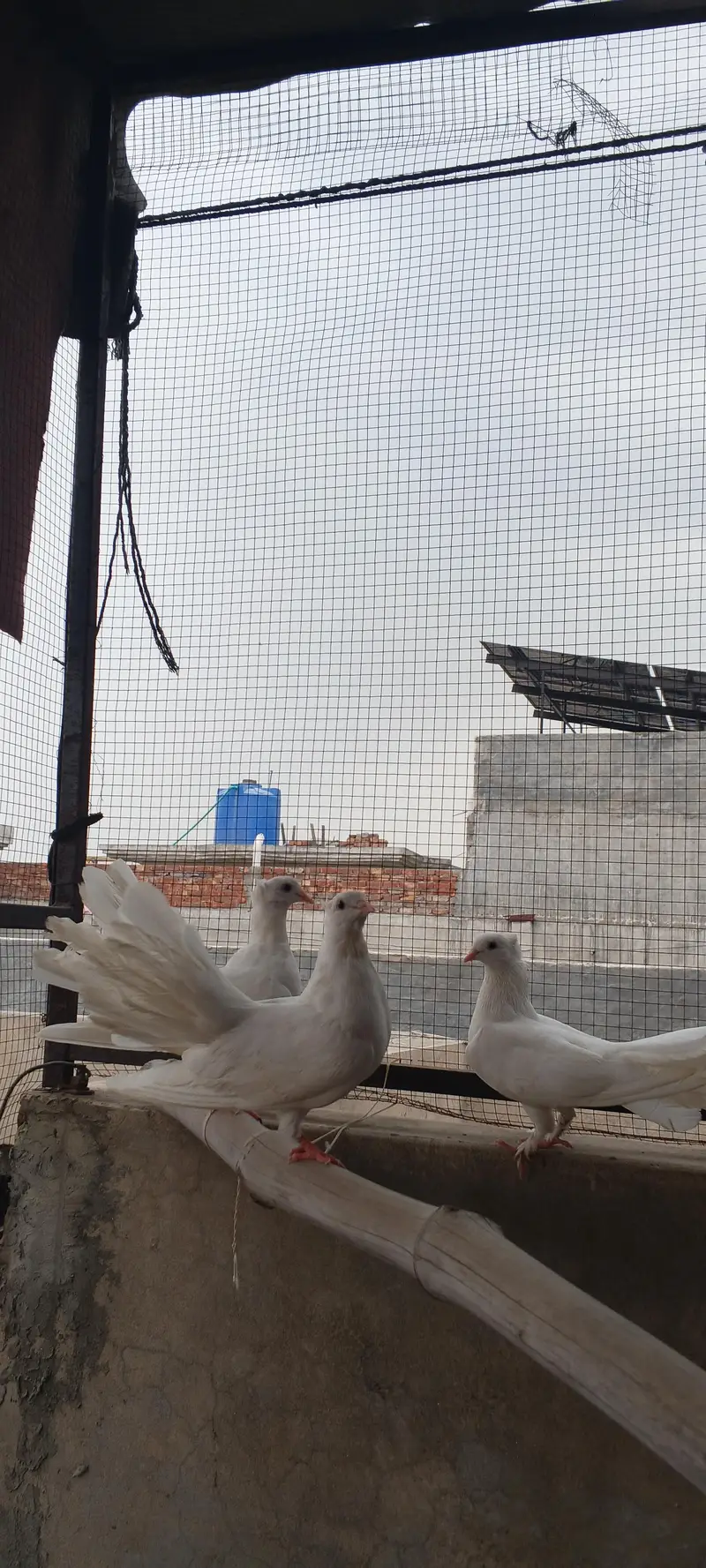 lakyai pigeons — photo 2