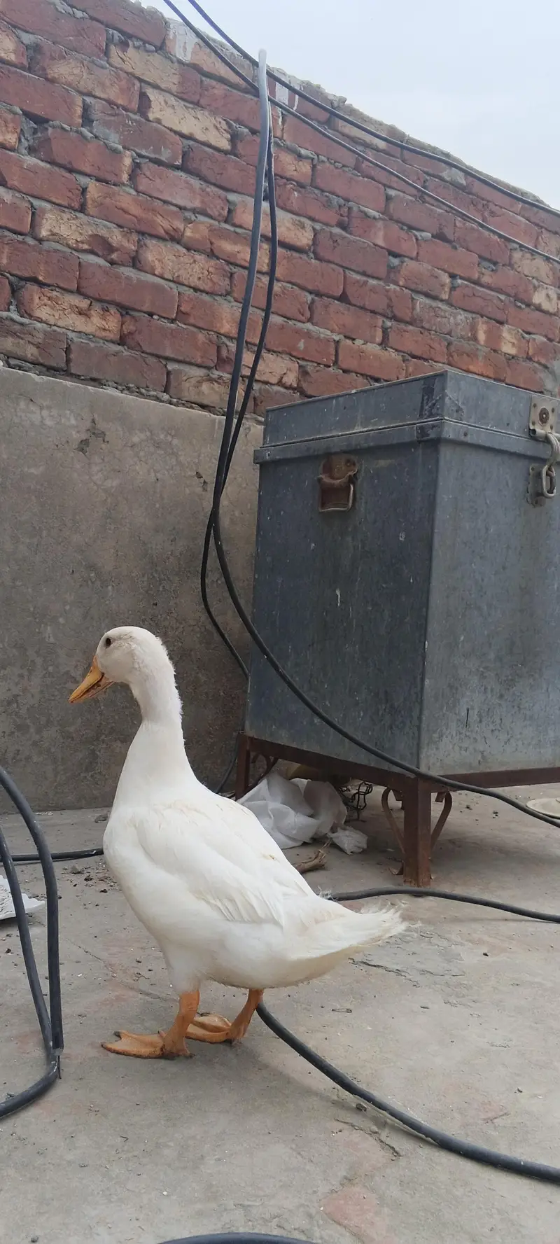 lakyai pigeons — photo 3