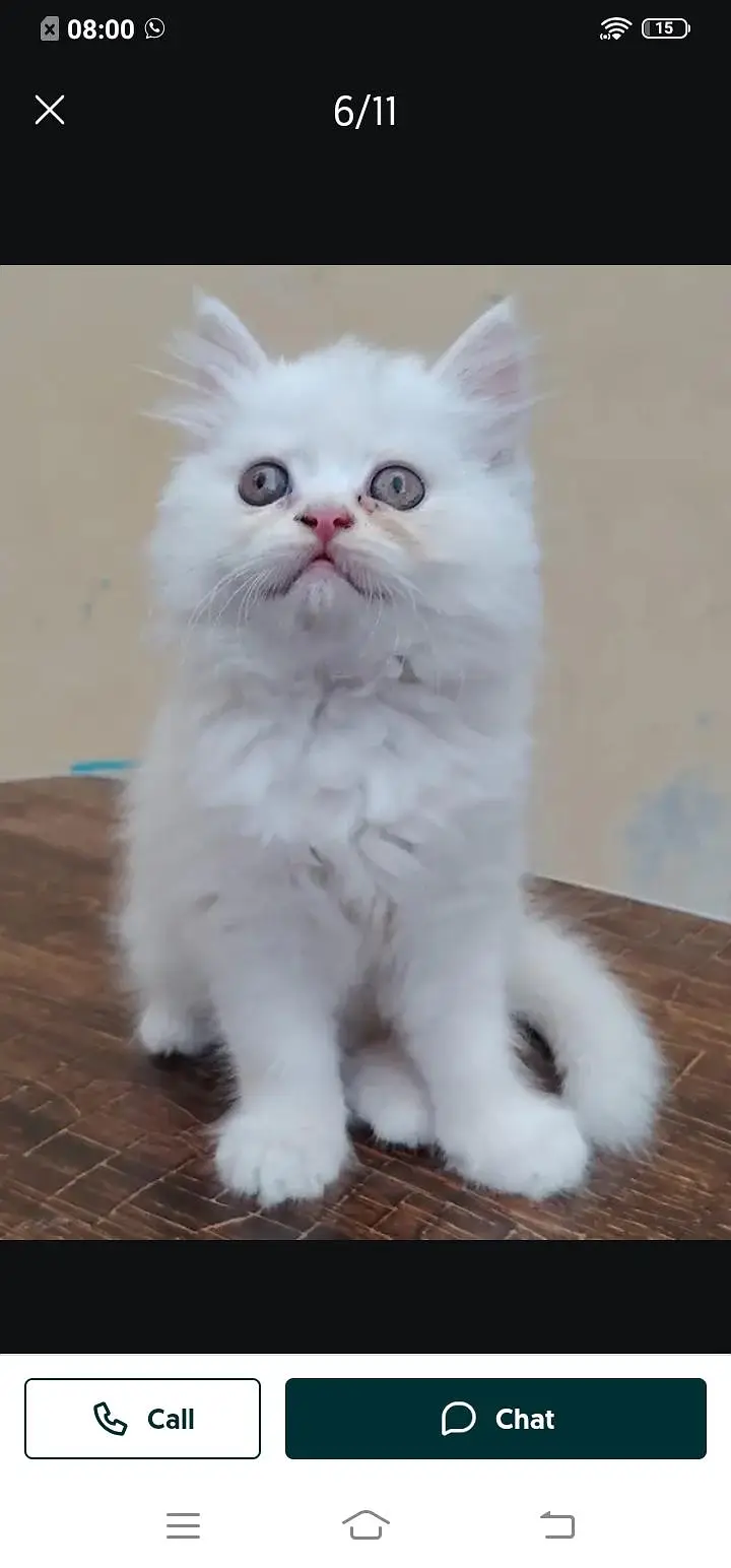 Persian cat for sale male or female my WhatsApp309=52. =38. =470 — photo 3