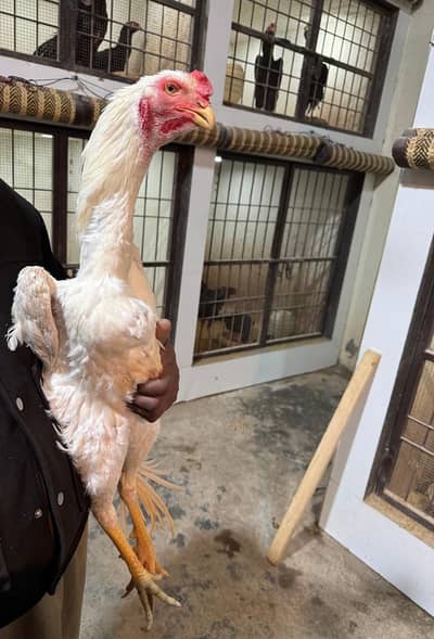 Pure White German Shamo | Shamo Murgha | Shamo Chick |Asil Shamo| مرغا