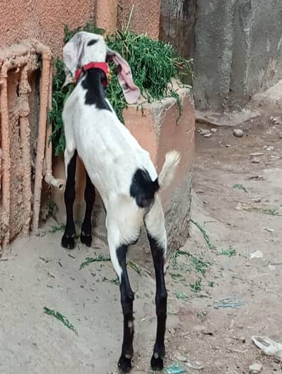 new add panjab ka bakra andu urgent sale