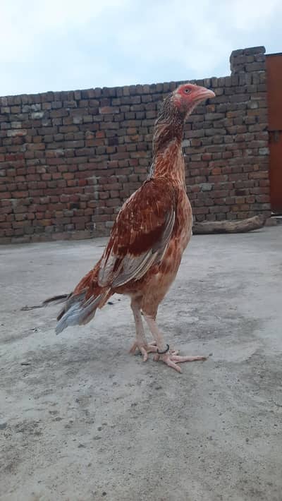 high quality  breader female