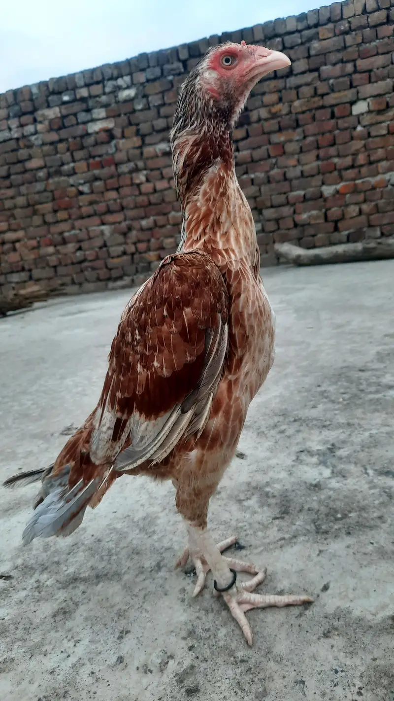 high quality  breader female — photo 2
