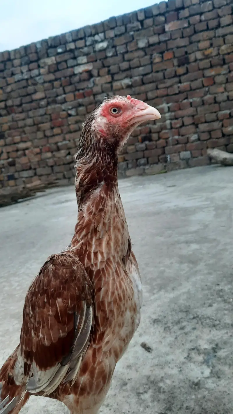 high quality  breader female — photo 3