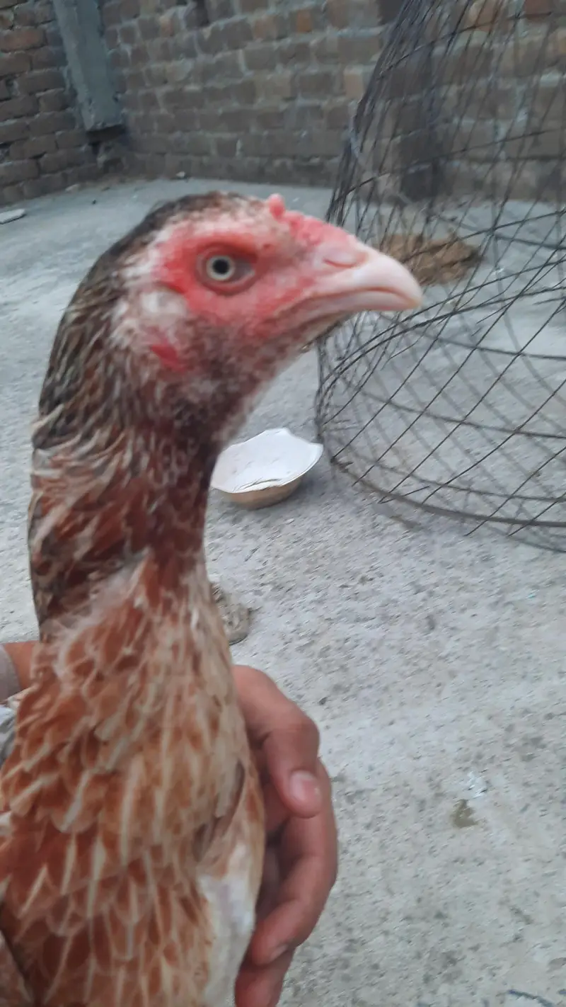high quality  breader female — photo 4