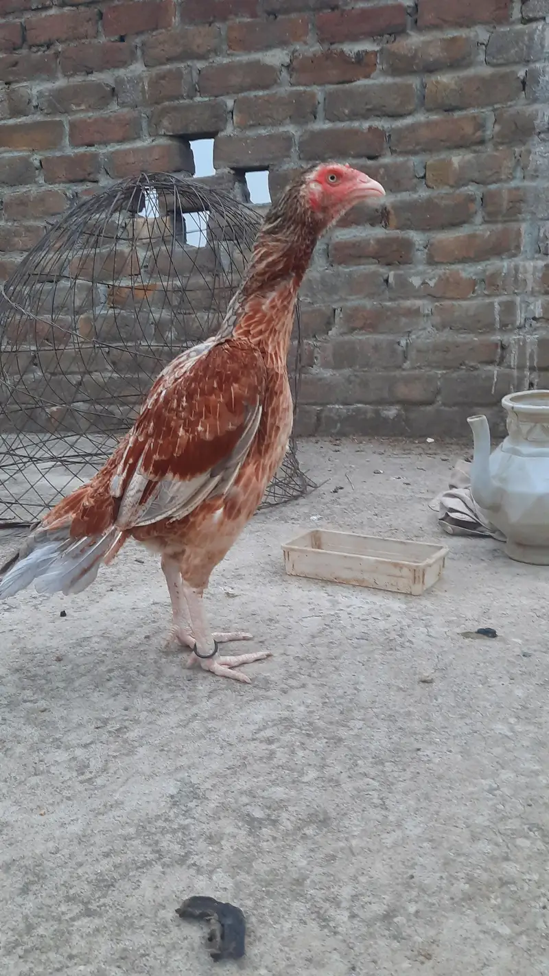 high quality  breader female — photo 5