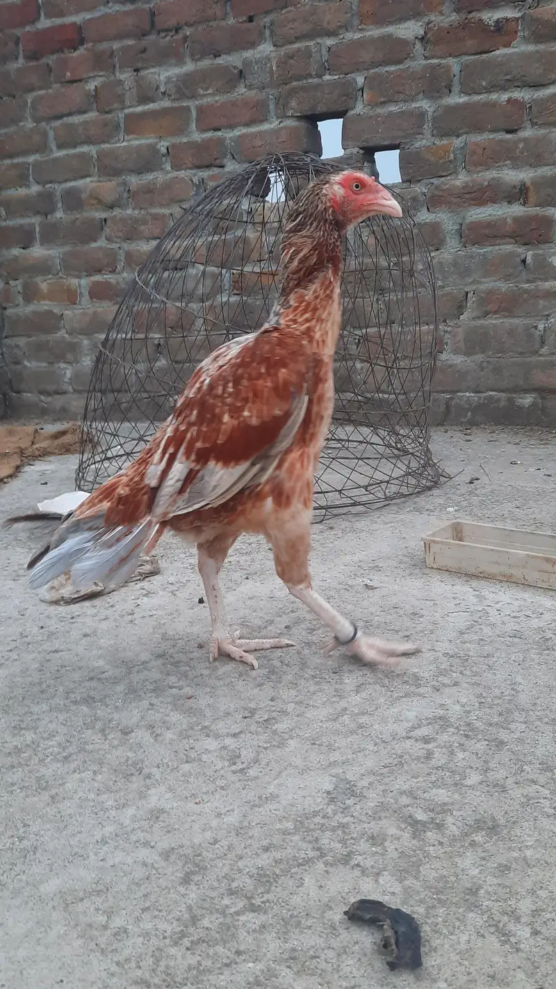 high quality  breader female — photo 6