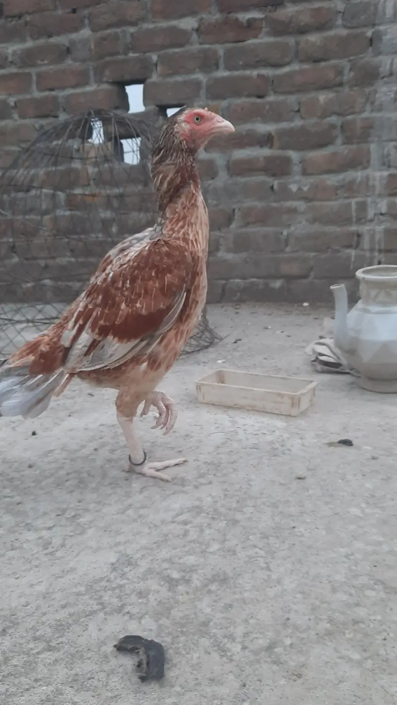 high quality  breader female — photo 7