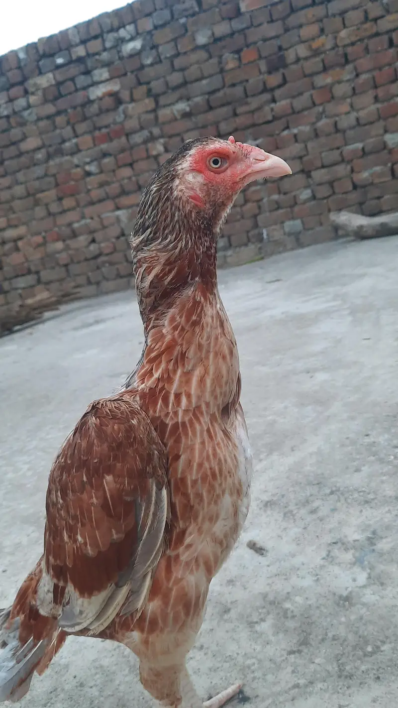 high quality  breader female — photo 9