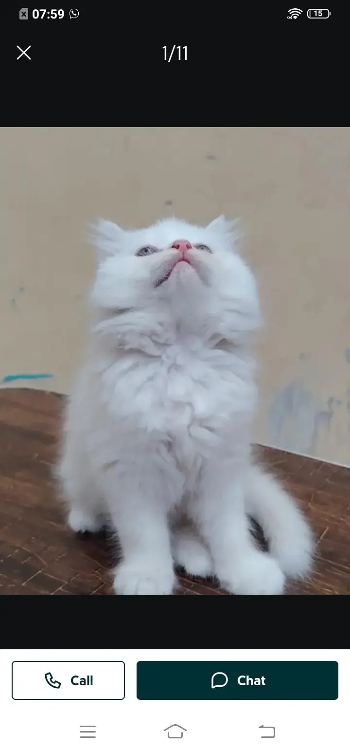 Persian cat for sale male or female my WhatsApp309=52. =38. =470 — photo 4