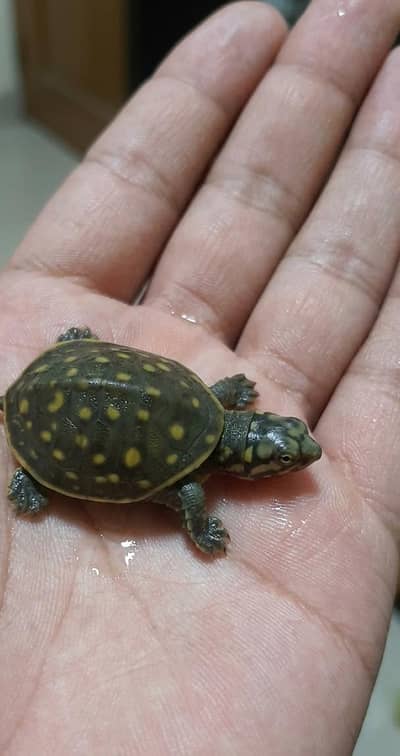 turtles baby just egg se nekala hain 1.5 inch size ya 2 inch