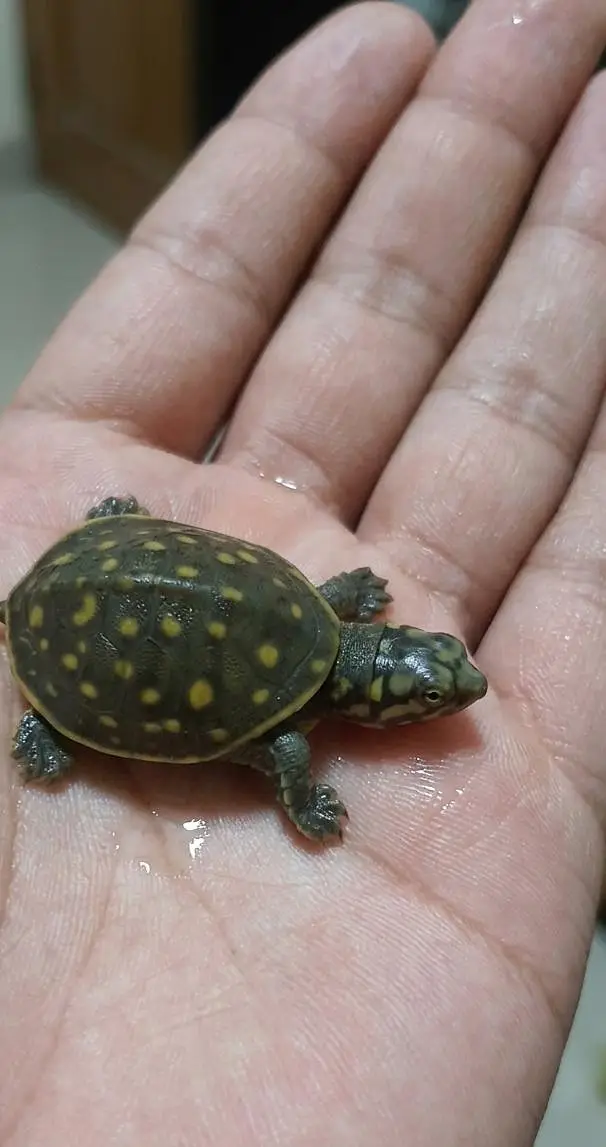 turtles baby just egg se nekala hain 1.5 inch size ya 2 inch