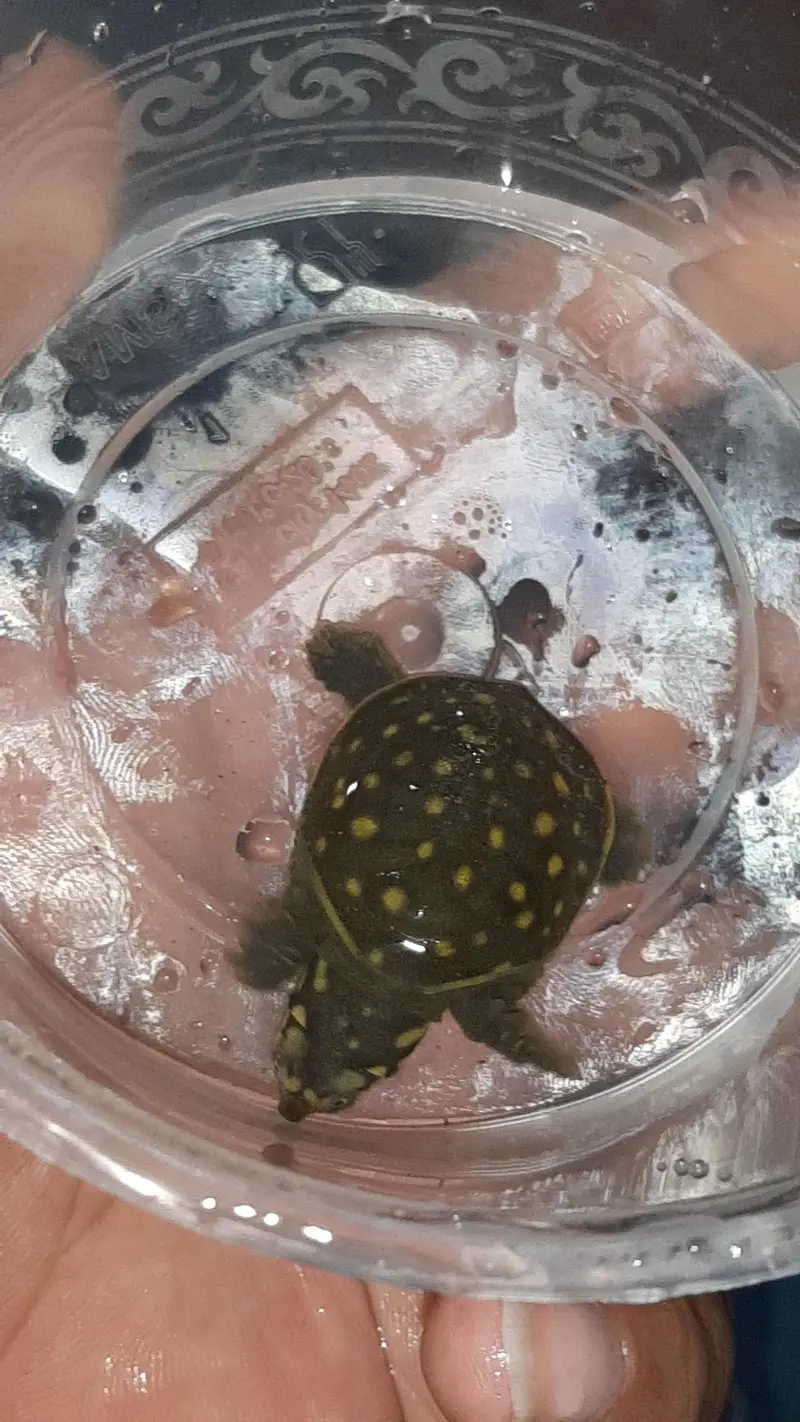 turtles baby just egg se nekala hain 1.5 inch size ya 2 inch — photo 2