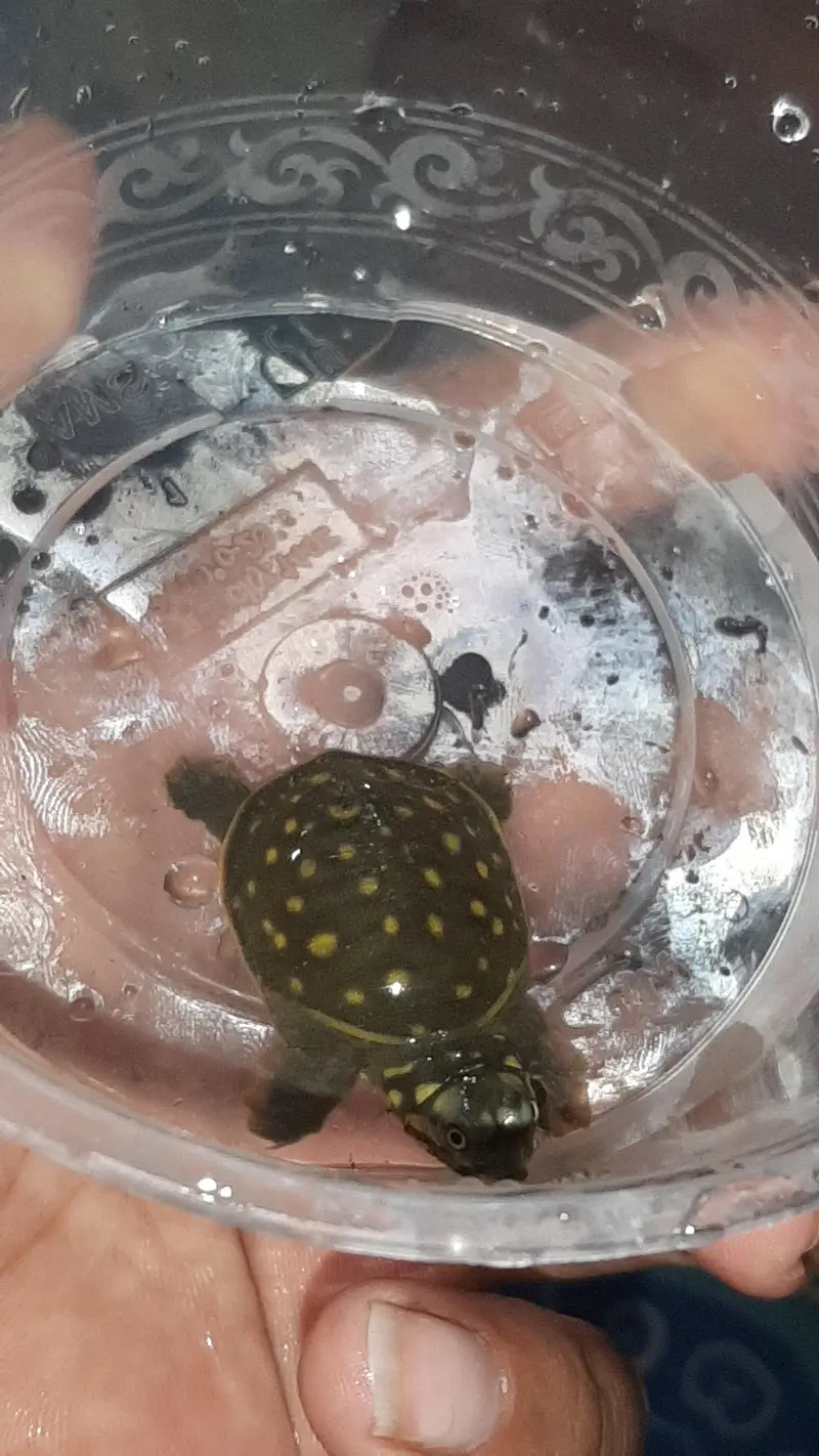 turtles baby just egg se nekala hain 1.5 inch size ya 2 inch — photo 3
