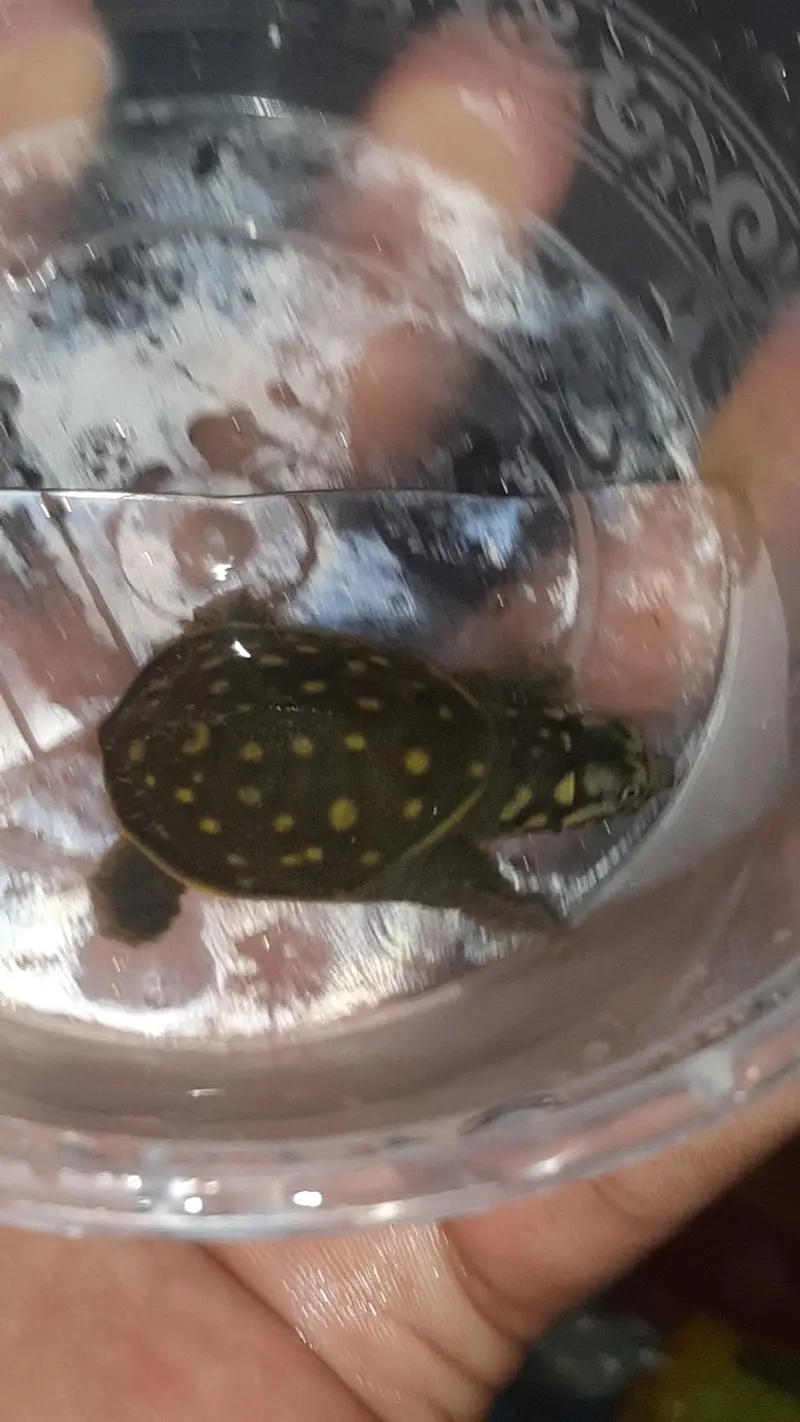 turtles baby just egg se nekala hain 1.5 inch size ya 2 inch — photo 4