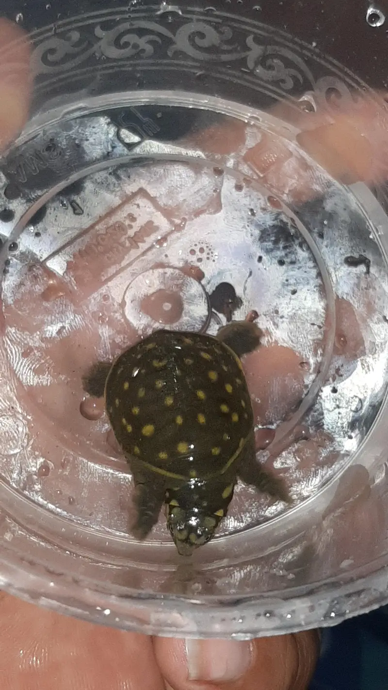 turtles baby just egg se nekala hain 1.5 inch size ya 2 inch — photo 5